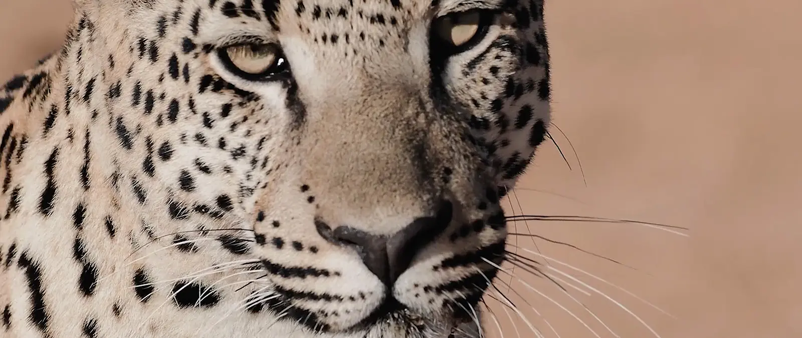 Porträt eines Leoparden mit fokusiertem Blick