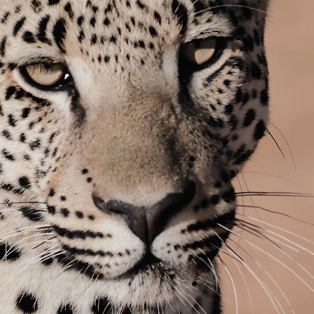 Porträt eines Leoparden mit fokusiertem Blick